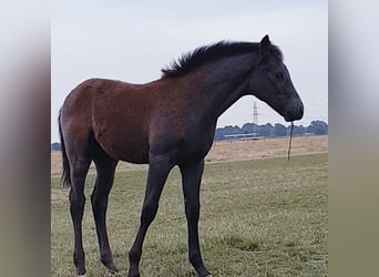 Westfalisk häst, Hingst, 1 år, Grå-blå-brun