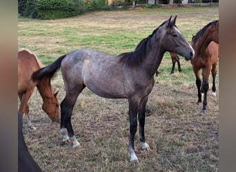 Westfalisk häst, Hingst, 1 år, Grå