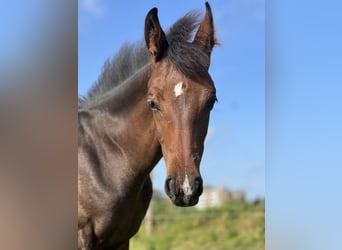 Westfalisk häst, Hingst, 1 år, Mörkbrun