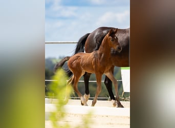 Westfalisk häst, Hingst, 1 år, Mörkbrun