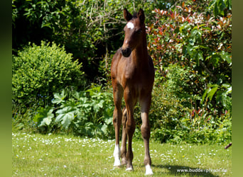 Westfalisk häst, Hingst, 1 år, Rökfärgad svart