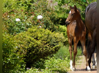 Westfalisk häst, Hingst, 1 år, Rökfärgad svart