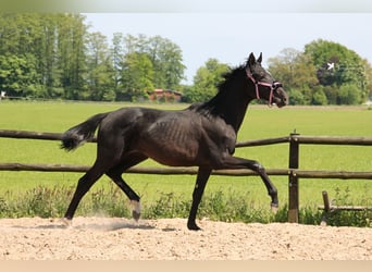 Westfalisk häst, Hingst, 2 år, 155 cm, Svart