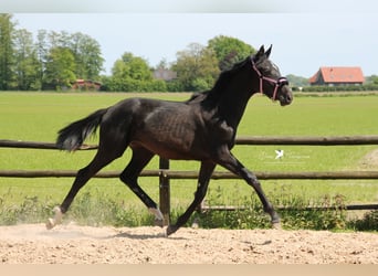 Westfalisk häst, Hingst, 2 år, 155 cm, Svart