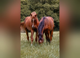 Westfalisk häst, Hingst, 2 år, 160 cm, fux