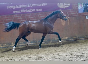 Westfalisk häst, Hingst, 2 år, 165 cm, Brun