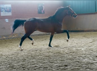 Westfalisk häst, Hingst, 2 år, 165 cm, Brun