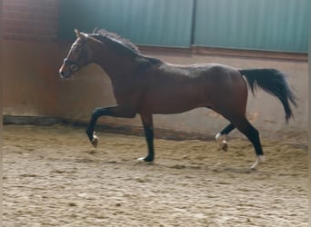 Westfalisk häst, Hingst, 2 år, 165 cm, Brun