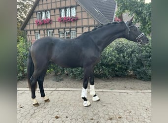 Westfalisk häst, Hingst, 2 år, 165 cm, Svart