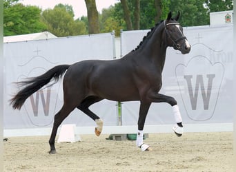 Westfalisk häst, Hingst, 2 år, 166 cm, Svart
