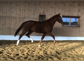 Westfalisk häst, Hingst, 2 år, 167 cm, fux