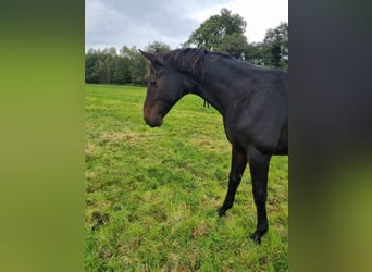 Westfalisk häst, Hingst, 2 år, 168 cm, Mörkbrun