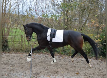 Westfalisk häst, Hingst, 2 år, 170 cm, Mörkbrun