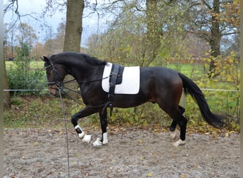 Westfalisk häst, Hingst, 2 år, 170 cm, Mörkbrun