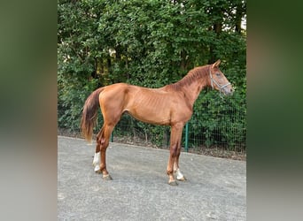 Westfalisk häst, Hingst, 2 år, 172 cm, fux