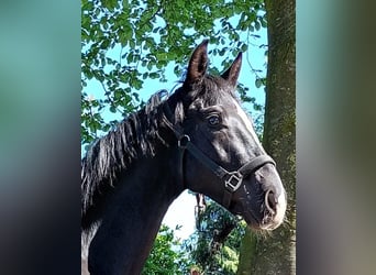 Westfalisk häst, Hingst, 2 år, 172 cm, Svart