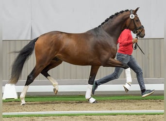 Westfalisk häst, Hingst, 2 år, Brun