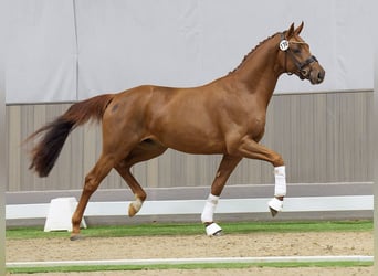 Westfalisk häst, Hingst, 2 år, Fux