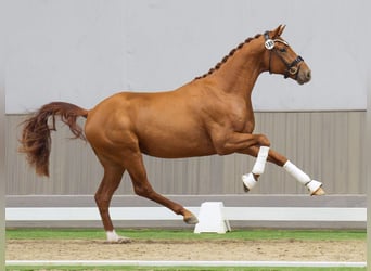 Westfalisk häst, Hingst, 2 år, fux