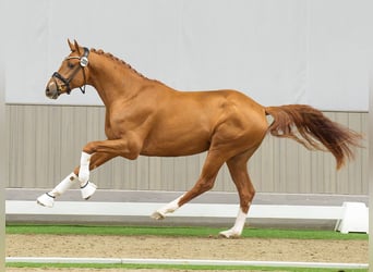 Westfalisk häst, Hingst, 2 år, fux