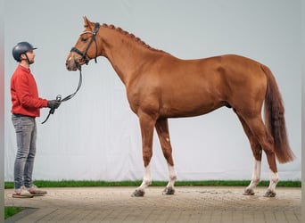 Westfalisk häst, Hingst, 2 år, fux