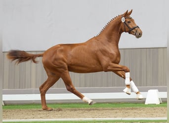 Westfalisk häst, Hingst, 2 år, fux