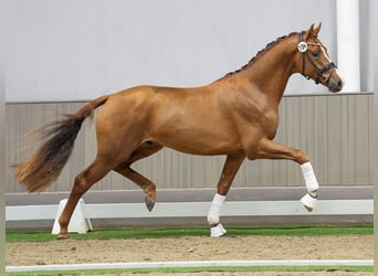 Westfalisk häst, Hingst, 2 år, fux