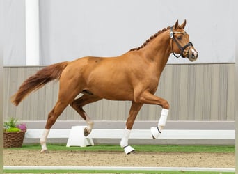 Westfalisk häst, Hingst, 2 år, fux