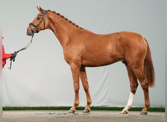 Westfalisk häst, Hingst, 2 år, fux