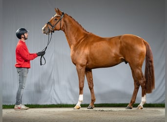 Westfalisk häst, Hingst, 2 år, fux