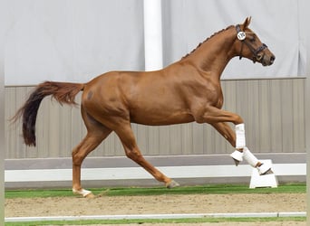 Westfalisk häst, Hingst, 2 år, Fux