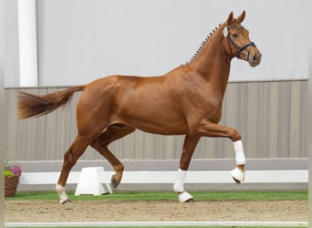 Westfalisk häst, Hingst, 2 år, fux