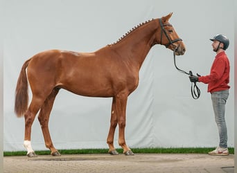 Westfalisk häst, Hingst, 2 år, fux