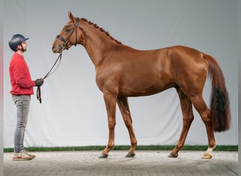 Westfalisk häst, Hingst, 2 år, Fux