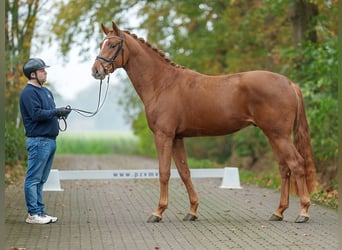 Westfalisk häst, Hingst, 2 år, fux