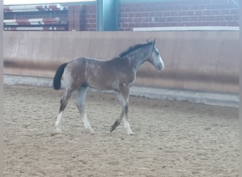 Westfalisk häst, Hingst, 2 år, Grå