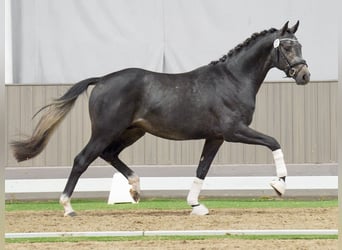 Westfalisk häst, Hingst, 2 år, Grå