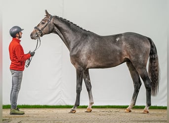 Westfalisk häst, Hingst, 2 år, Grå