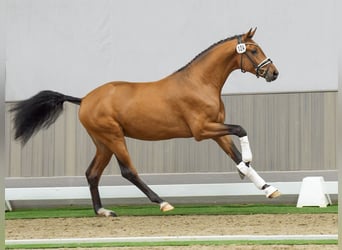 Westfalisk häst, Hingst, 2 år, Ljusbrun