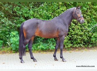 Westfalisk häst, Hingst, 3 år, 148 cm, Mörkbrun