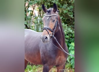 Westfalisk häst, Hingst, 3 år, 148 cm, Mörkbrun