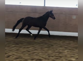 Westfalisk häst, Hingst, 3 år, 155 cm, Brun