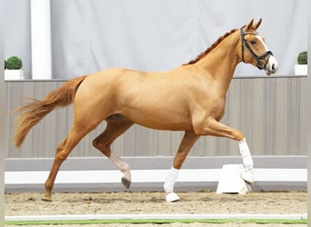 Westfalisk häst, Hingst, 3 år, 160 cm, fux