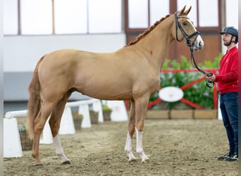 Westfalisk häst, Hingst, 3 år, 160 cm, fux