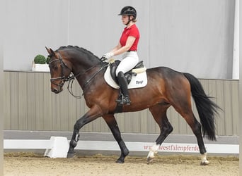 Westfalisk häst, Hingst, 3 år, 163 cm, Mörkbrun