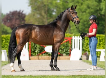 Westfalisk häst, Hingst, 3 år, 163 cm, Mörkbrun