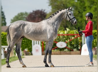 Westfalisk häst, Hingst, 3 år, 164 cm, Grå