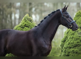 Westfalisk häst, Hingst, 3 år, 167 cm, Svart