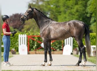 Westfalisk häst, Hingst, 3 år, 168 cm, Brun