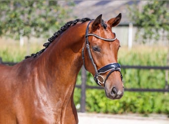 Westfalisk häst, Hingst, 3 år, 169 cm, Brun